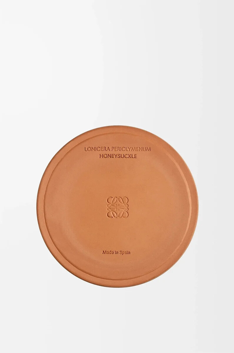 vela grande de madreselva amarilla