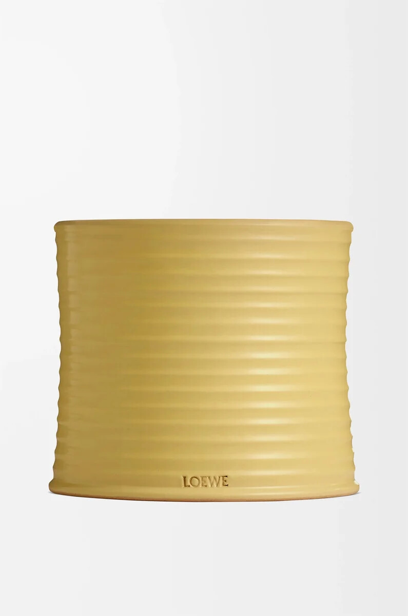 vela grande de madreselva amarilla